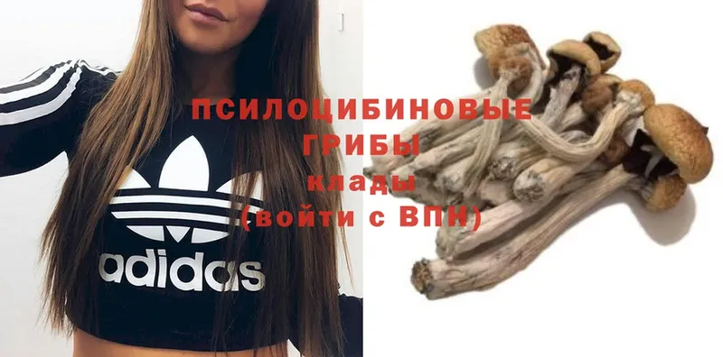 купить закладку  Котлас  Псилоцибиновые грибы Psilocybe 